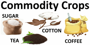 Commodity Cash Crops