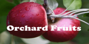 Orchard Fruit